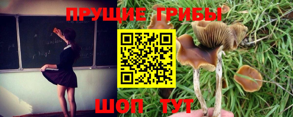 Псилоцибиновые грибы Psilocybine cubensis  Вход с VPN  Ачхой-Мартан 