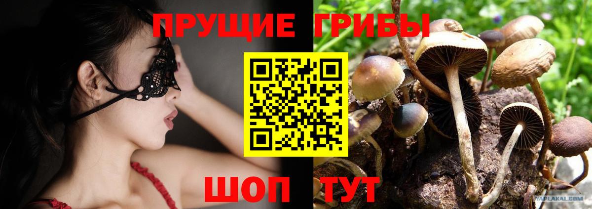 Псилоцибиновые грибы Psilocybine cubensis Ачхой-Мартан